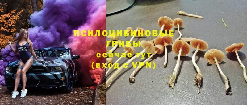 Галлюциногенные грибы Psilocybine cubensis  цена   блэк спрут ТОР  Карпинск 